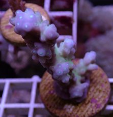 画像2: No.86 オーストラリア産 チェリーブロッサム (2)