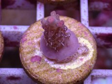 画像1: No.87 オーストラリア産 ストロベリーショートケーキ (1)