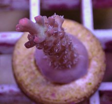 画像2: No.89 オーストラリア産 ストロベリーショートケーキ (2)