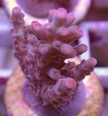 画像2: No.90 オーストラリア産 ストロベリーショートケーキ (2)