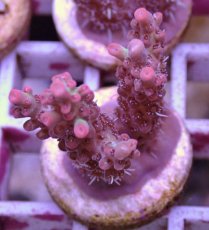 画像1: No.94 オーストラリア産 ストロベリーショートケーキ (1)