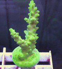 画像1: No.97 フィジー産 浅場ミドリイシ (1)