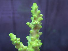 画像2: No.97 フィジー産 浅場ミドリイシ (2)