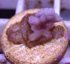 画像2: No.99 オーストラリア産 チェリーブロッサム (2)
