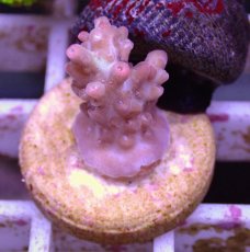 画像1: No.103 オーストラリア産 ストロベリーショートケーキ (1)