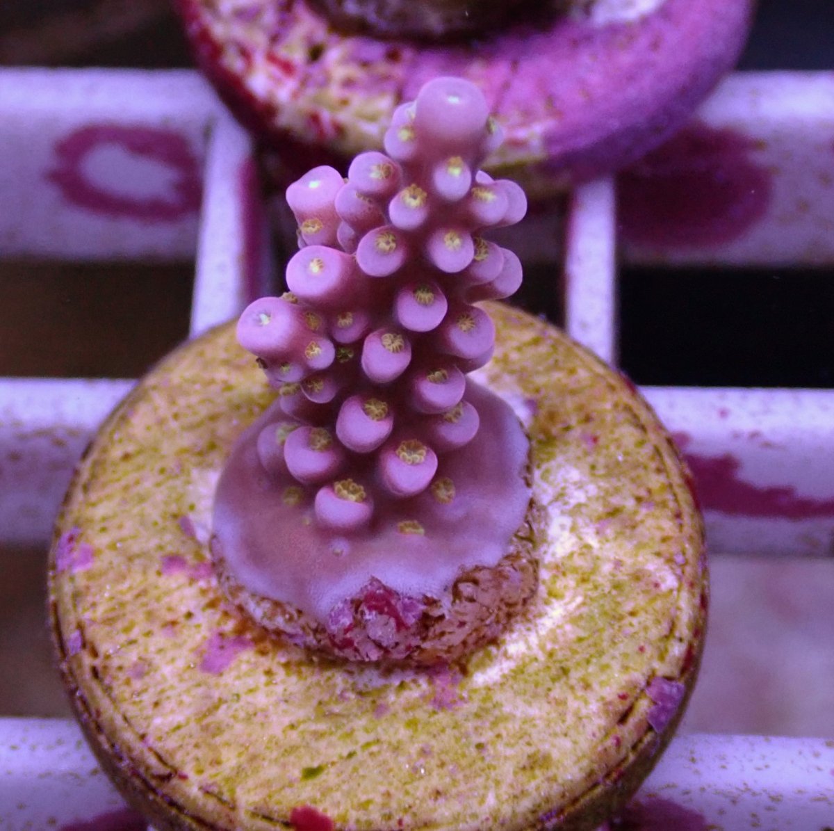 画像1: No.105 オーストラリア産 ファイヤーワークス Fireworks (1)