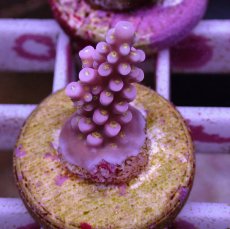 画像1: No.105 オーストラリア産 ファイヤーワークス Fireworks (1)