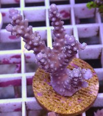 画像1: No.115 オーストラリア産 チェスターフィールド　　【入荷個数が少ないです！】 (1)