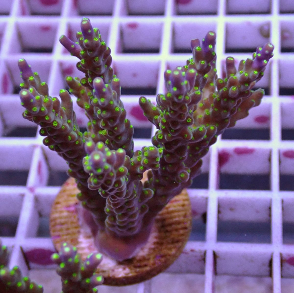 画像1: No.132 フィジー産 スゲミドリイシ (1)