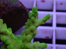 画像2: No.152 フィジー産 浅場ミドリイシ (2)