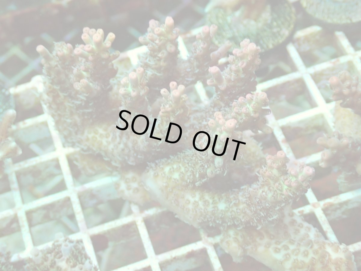 画像2: No.179 オーストラリア産 ストロベリーショートケーキ (2)