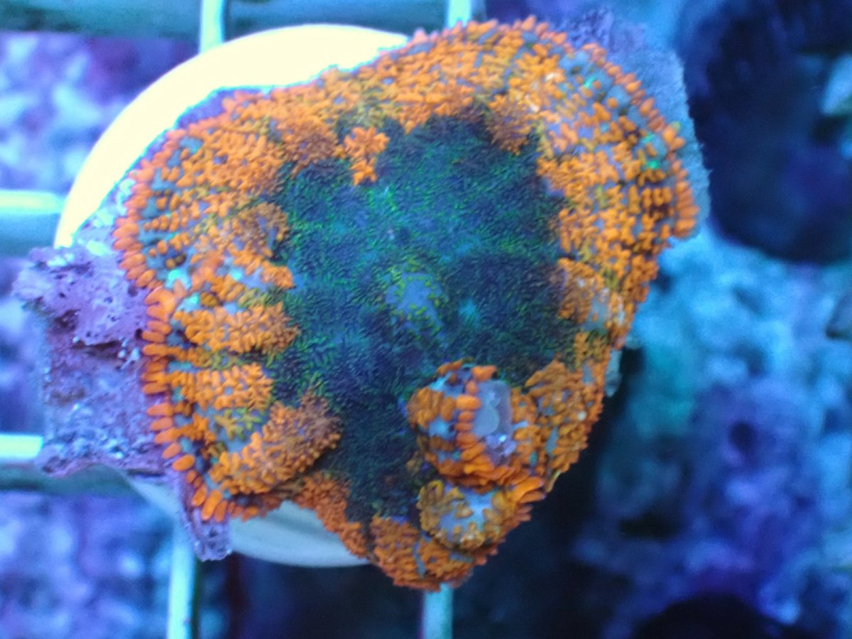 画像1: No.4 フィジー産 Rhodactis オレンジスーパーノヴァ ディスクsp (1)