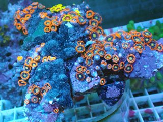 マメスナを買うならアクアスタイルユー｜大阪からサンゴを全国に販売し
