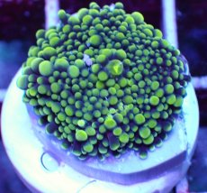 画像2: No.60 バブルディスク エレクトリックライム (2)