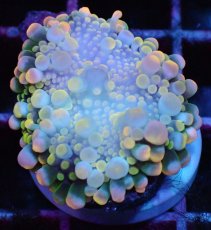 画像1: No.65 バブルディスク パステルオーロラ (1)