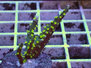 No.3 メデューサコモンを買うならアクアスタイルユー 大阪のサンゴ専門