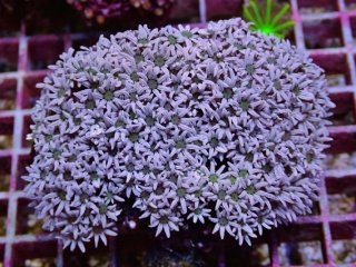 リーフ・エボリューション シーソルト Reef Evolution Sea Salt
