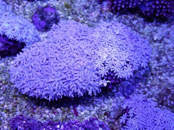 No.36 フィジー産 クダサンゴを買うならアクアスタイルユー 大阪