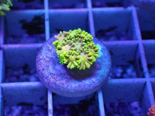 No.17 人工ライブロック 約0.65kgを買うならアクアスタイルユー 大阪の