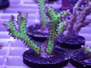 【h. ichimura】VitalWaveⅡ グリーン　サンゴ h. ichimura様専用】VitalWaveⅡ グリーン サンゴ