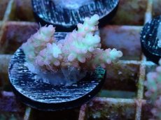 画像1: No.8 オーストラリア産 ストロベリーショートケーキ　　【人気No.1】 (1)
