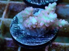 画像2: No.8 オーストラリア産 ストロベリーショートケーキ　　【人気No.1】 (2)