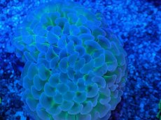 画像2: No.5　ナガレハナサンゴ　ツートン (2)