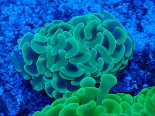 @ 珊瑚礁、飾りサンゴ、直径28センチ、ツツマルサンゴ、ナガレハナサンゴ、 様専用 珊瑚礁、飾りサンゴ、直径28センチ、ツツマルサンゴ