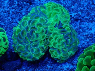 ナガレハナサンゴ　(Green と Gold) セット ナガレハナサンゴを買うならアクアスタイルユー｜大阪からサンゴ