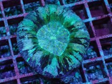 画像1: No.1 Acan maxima (Acanthastrea) (1)