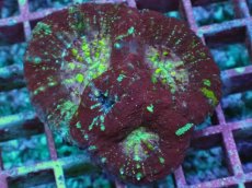 画像1: No.2 Acan maxima (Acanthastrea) (1)