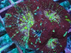 画像2: No.2 Acan maxima (Acanthastrea) (2)