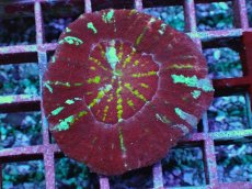 画像1: No.3 Acan maxima (Acanthastrea) (1)