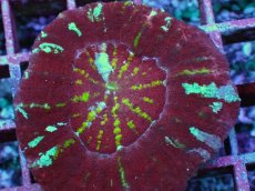 画像2: No.3 Acan maxima (Acanthastrea) (2)