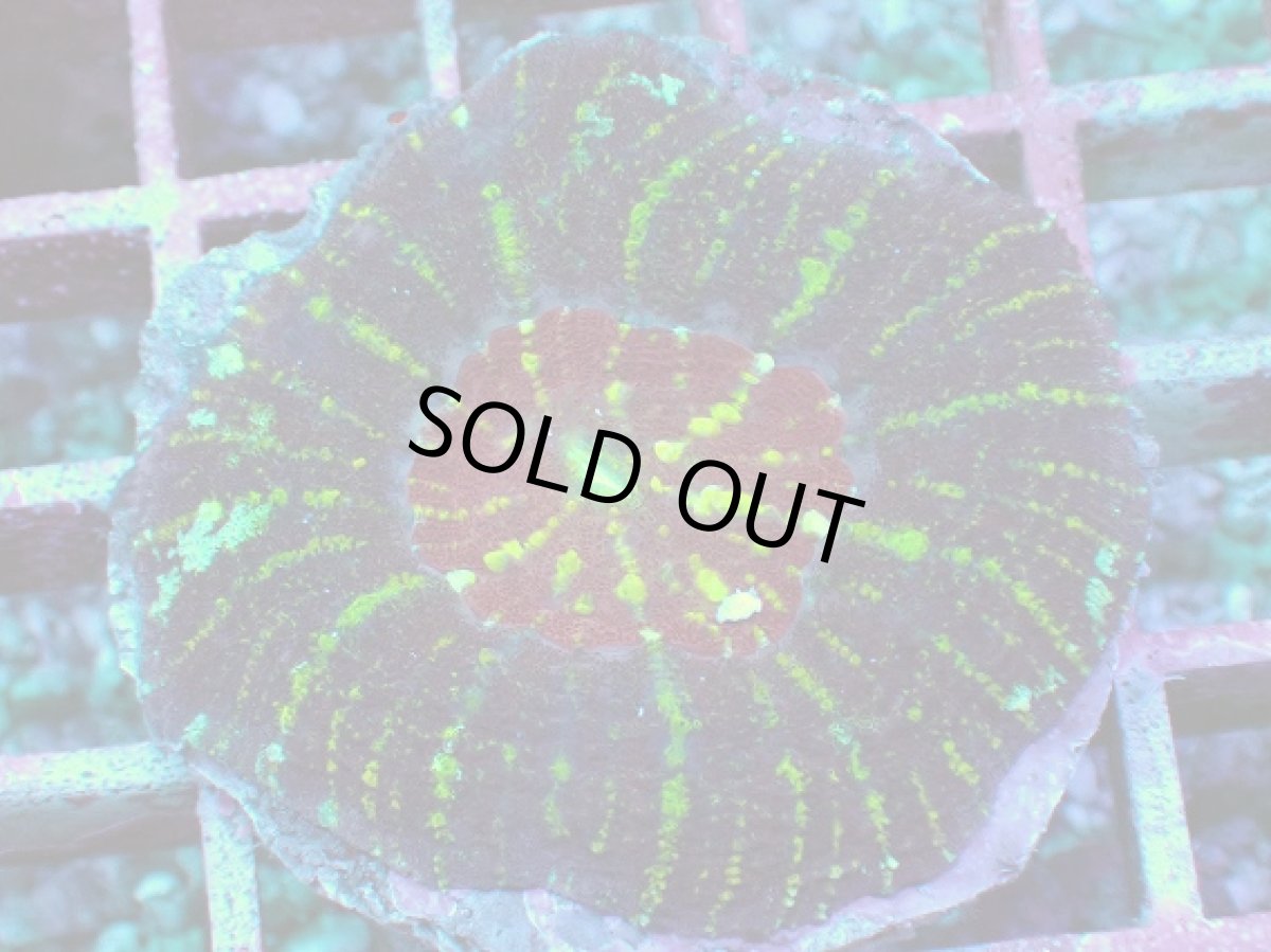 画像1: No.4 Acan maxima (Acanthastrea) (1)