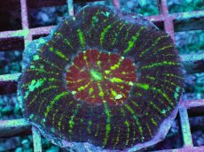 画像1: No.4 Acan maxima (Acanthastrea) (1)