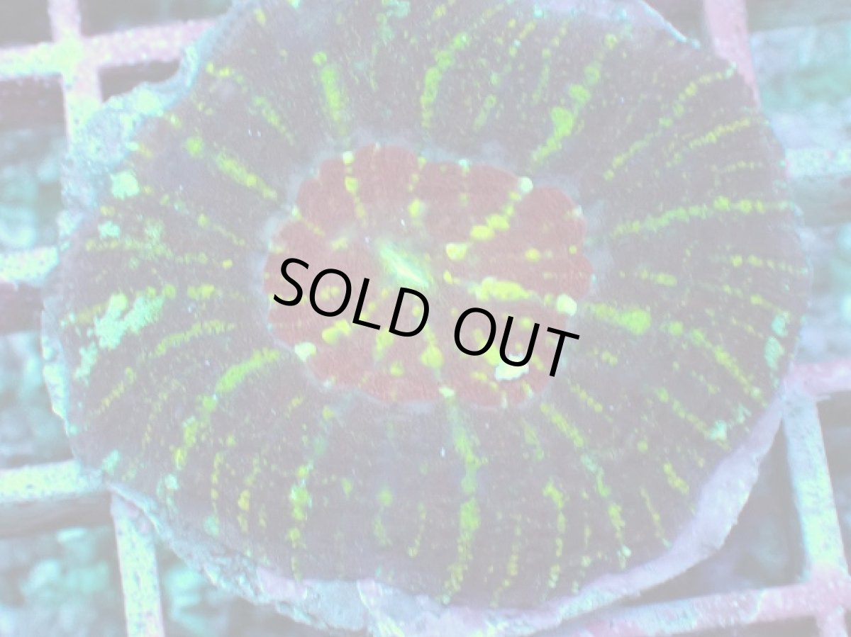 画像2: No.4 Acan maxima (Acanthastrea) (2)