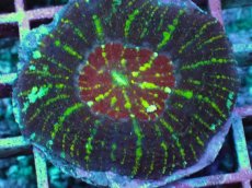 画像2: No.4 Acan maxima (Acanthastrea) (2)