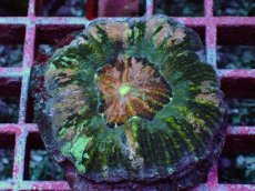 画像1: No.5 Acan maxima (Acanthastrea) (1)