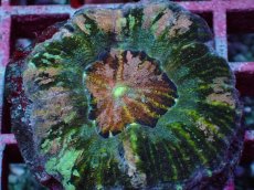 画像2: No.5 Acan maxima (Acanthastrea) (2)