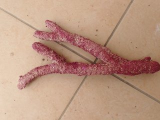 No.7 オリジナルレイアウトロック 写真個体販売を買うならアクア