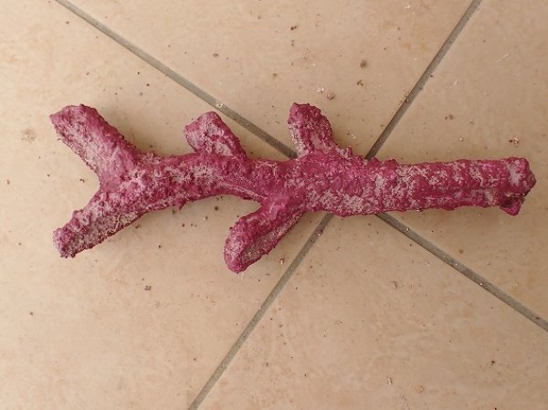 No.12 オリジナルレイアウトロック 写真個体販売を買うならアクア