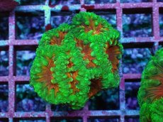 画像1: No.1　オオタバサンゴ　メタリックツートン (1)