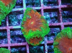 画像1: No.5　オオタバサンゴ　メタリックツートン (1)