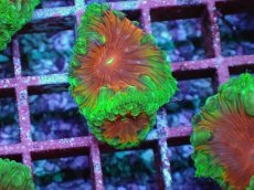 画像2: No.5　オオタバサンゴ　メタリックツートン (2)