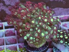 画像1: No.1 ハナガササンゴ　チップレッドカラー (1)