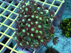画像1: No.5 ハナガササンゴ　チップレッドカラー (1)