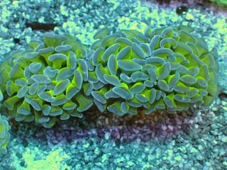ナガレハナサンゴを買うならアクアスタイルユー｜大阪からサンゴ