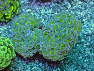 ナガレハナサンゴ　(Green と Gold) セット ﾅｶﾞﾚﾊﾅｻﾝｺﾞ・ﾀｺｱｼｻﾝｺﾞ・ﾊﾅｻﾝｺﾞ - AQUASTAGE 518