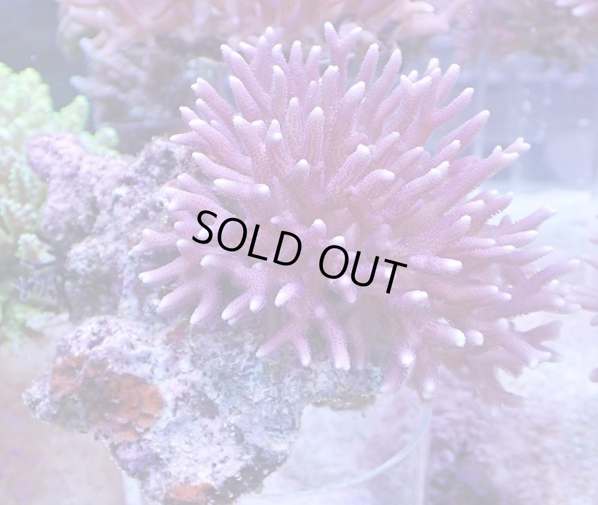 画像1: No.11 フィジー産 フトトゲサンゴ　ピンク (1)